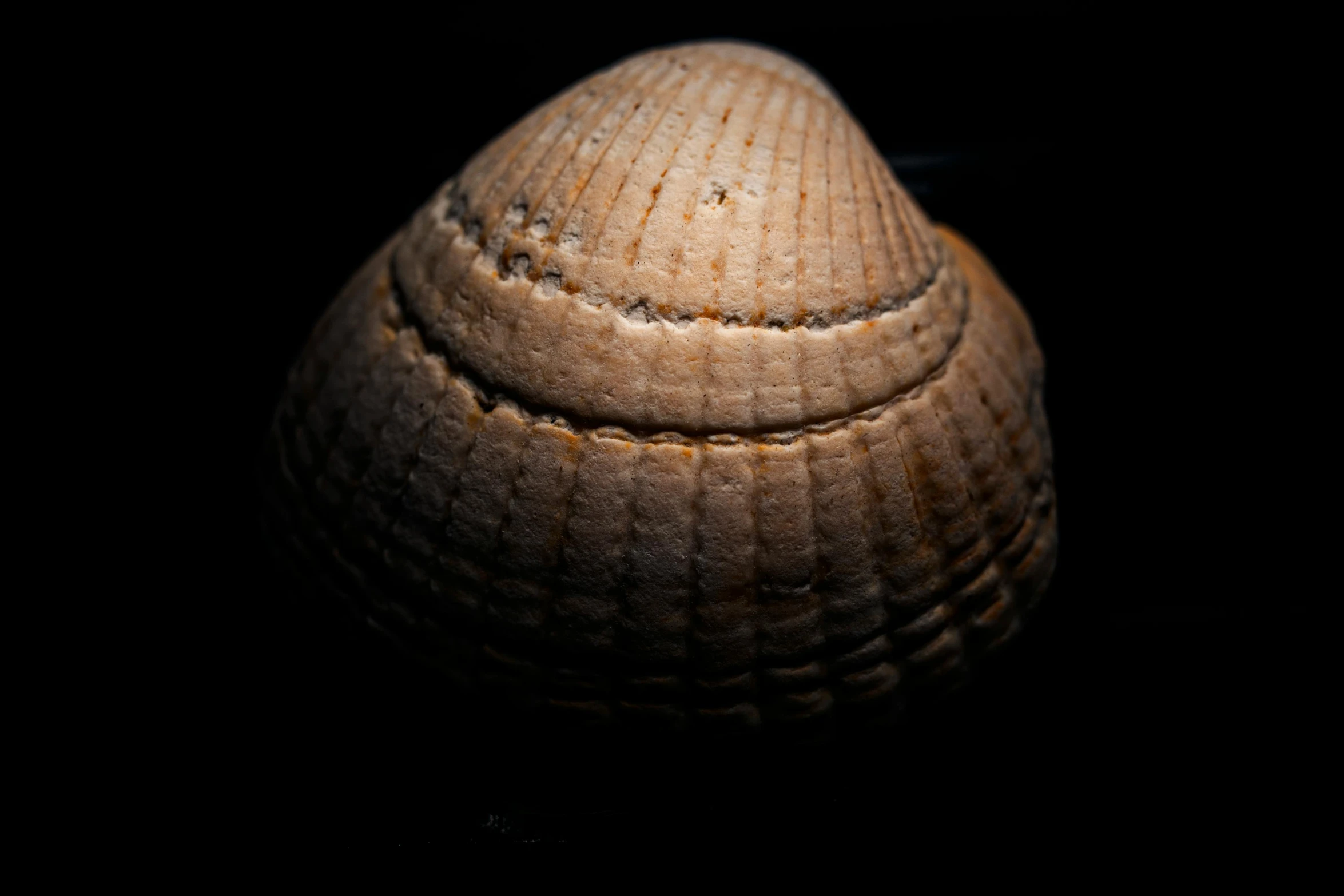 the side of an animal's shell on a dark background