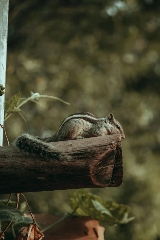 a squirrel rests in a tree limb and looks at soing