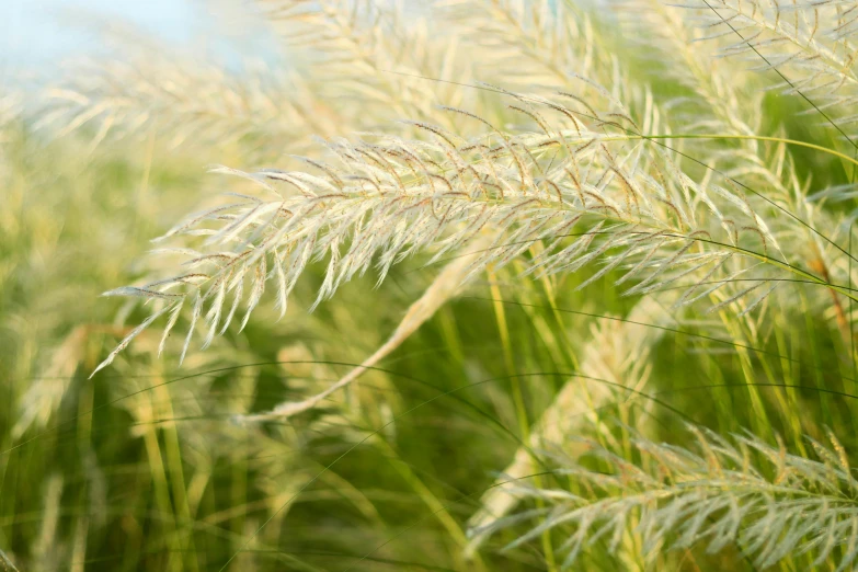 tall grass blowing in the wind in the day