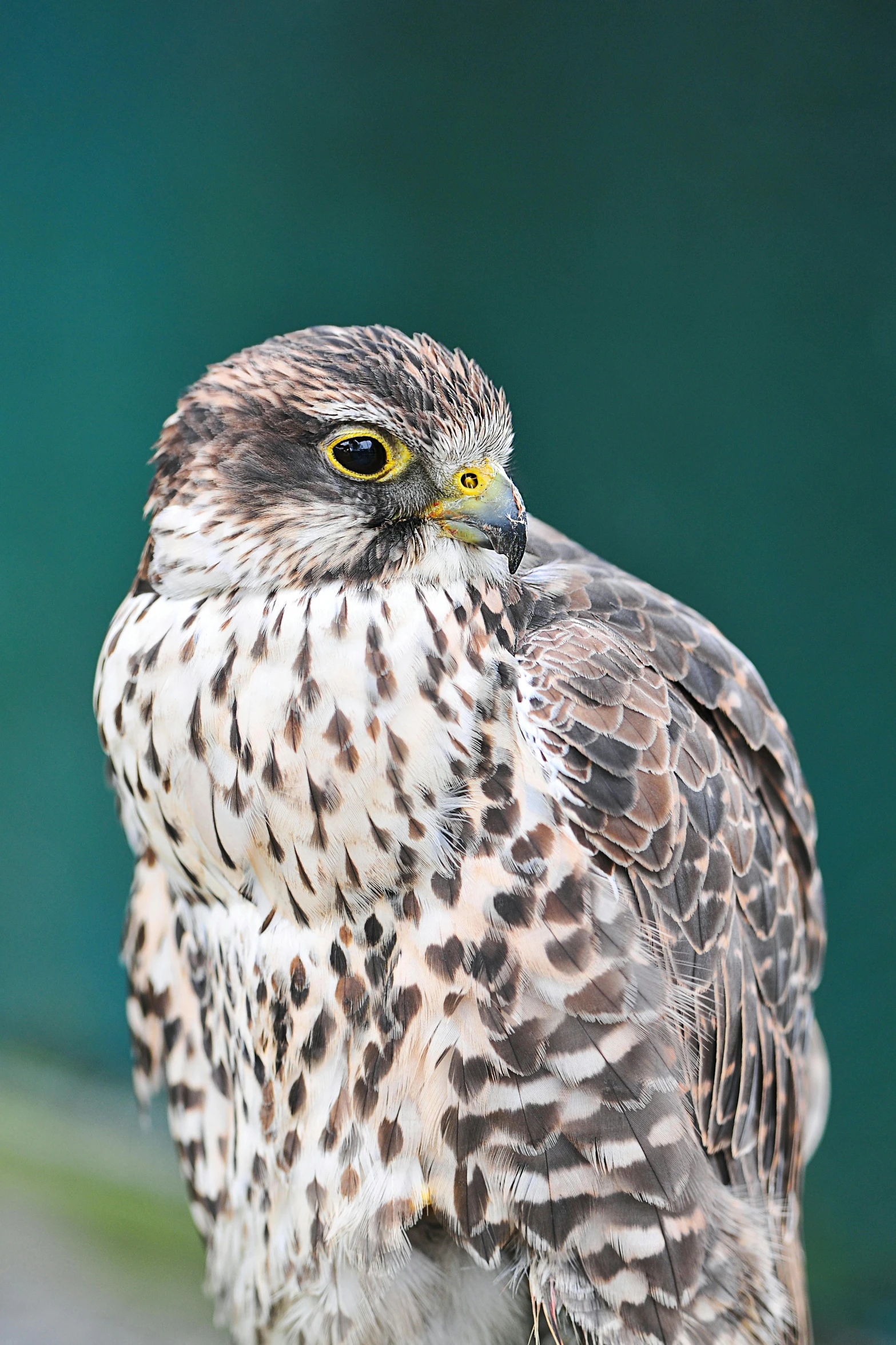 a brown and white bird sitting on a rock