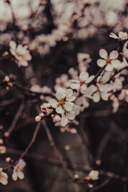 close up image of a bunch of blossoms on the nch