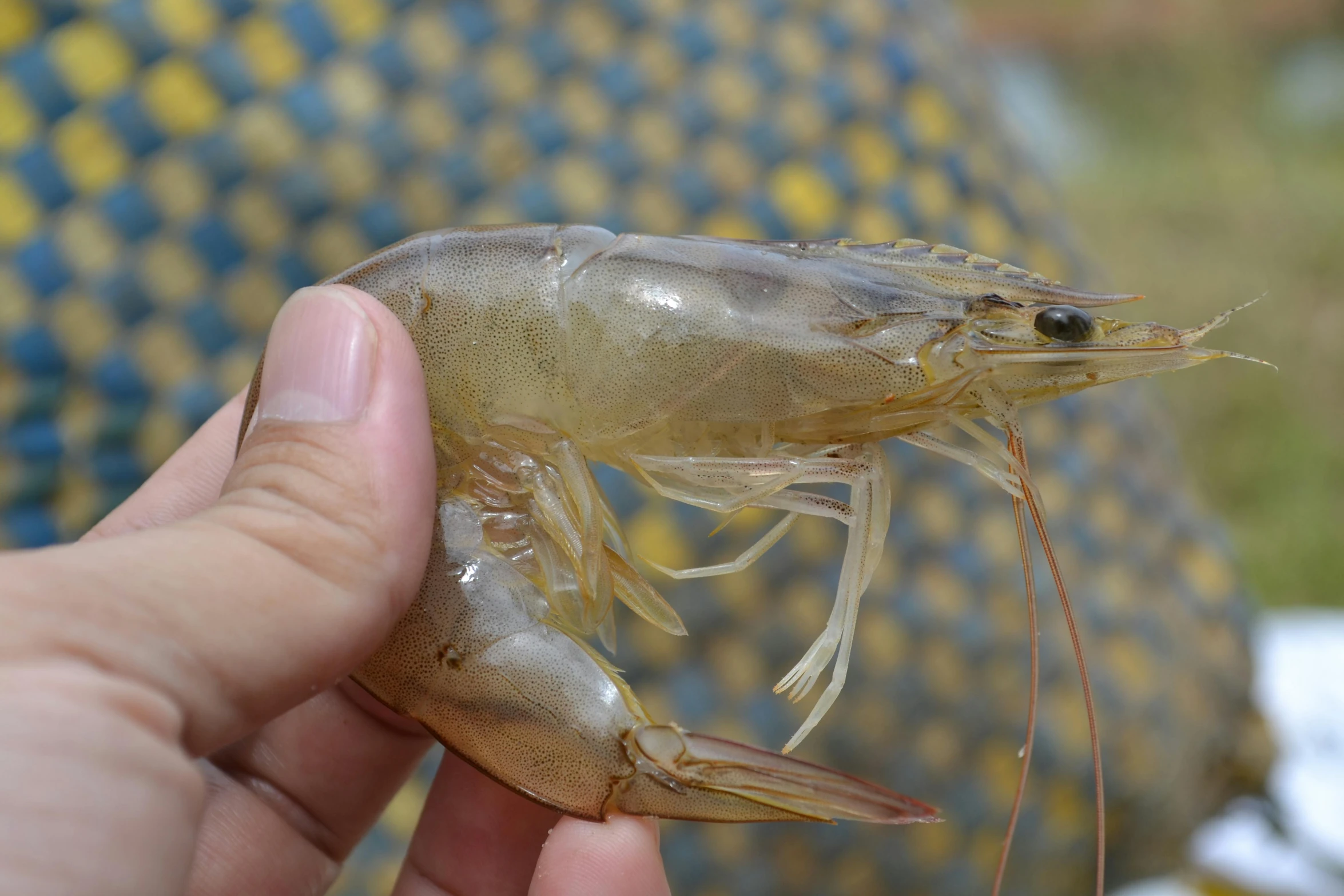 the large shrimp is holding in its right hand