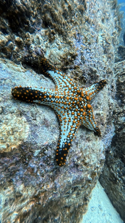 a bright starfish laying on the sea floor