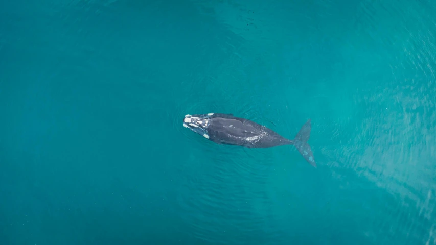 a gray whale swims in the ocean