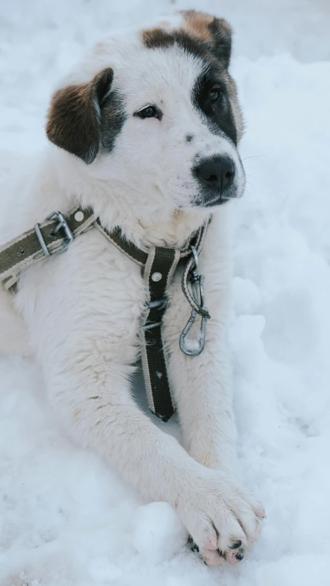 a black and white dog laying in the snow