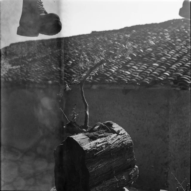 a small tree in a wood log near some roof tops