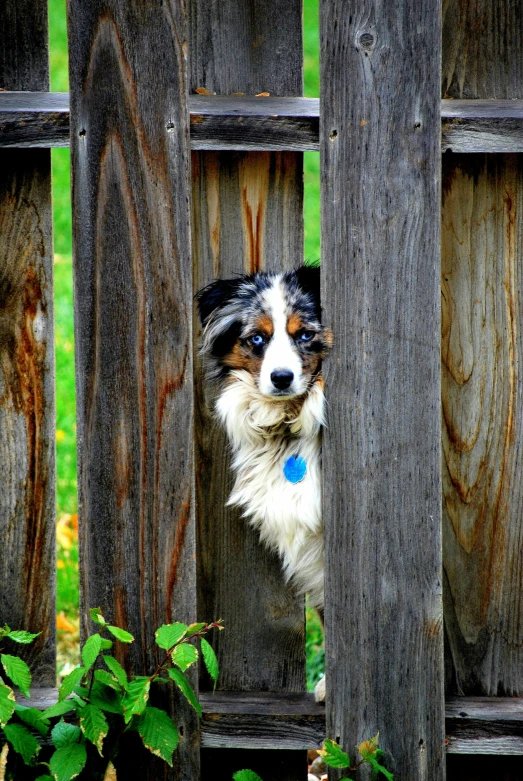 dog in a wooden pen peering through a fence