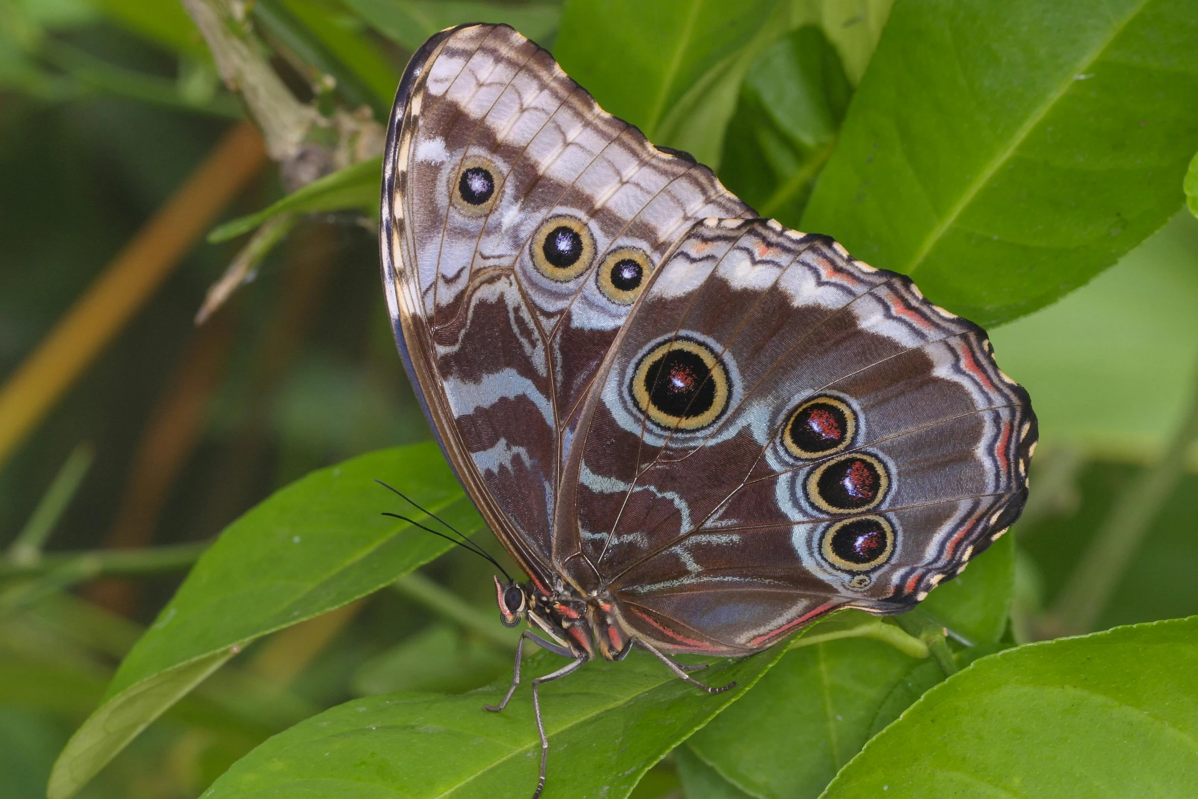 a close up of a erfly sitting on leaves