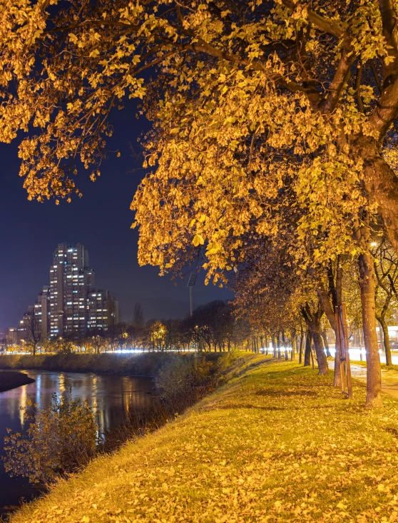 the night sky and a tall building are lit up near the trees