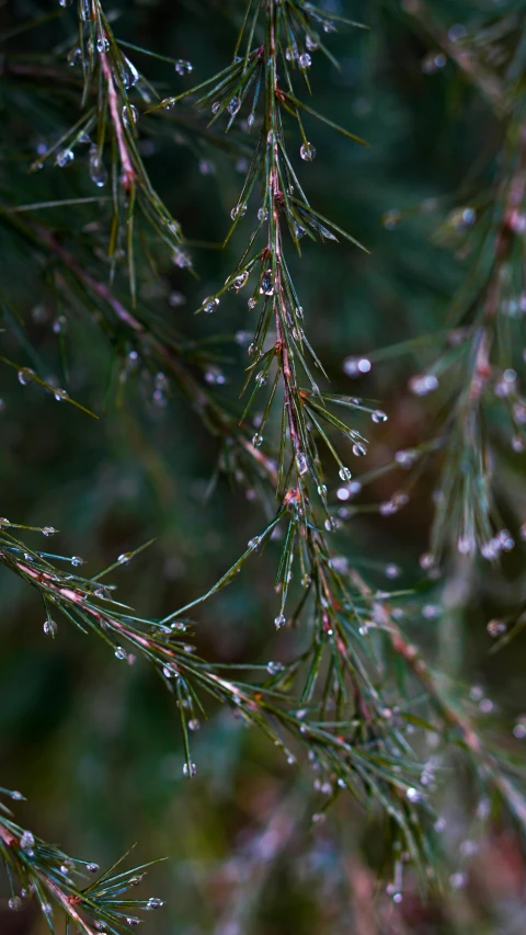 the leaves and drops on the tree nch