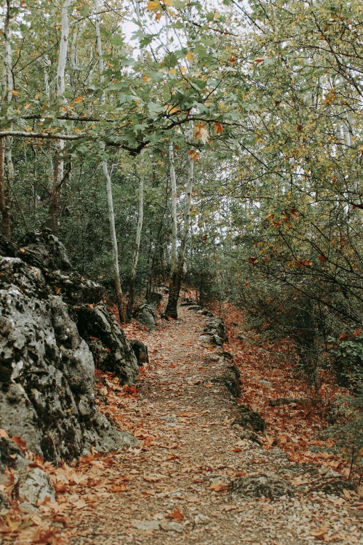 a pathway is bordered by trees and fallen leaves