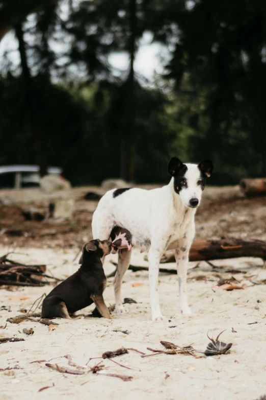 the small dog and the older dog are playing in the dirt