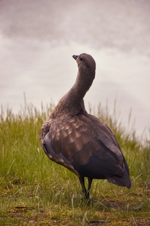 a gray bird is standing in some grass