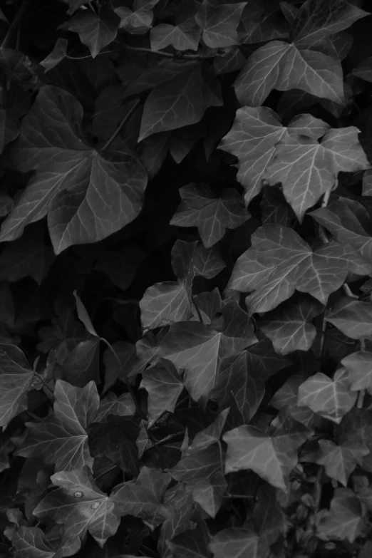 black and white pograph of leaves on a tree