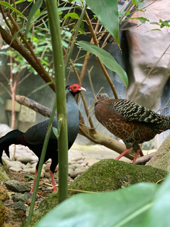 two birds standing next to each other in a jungle