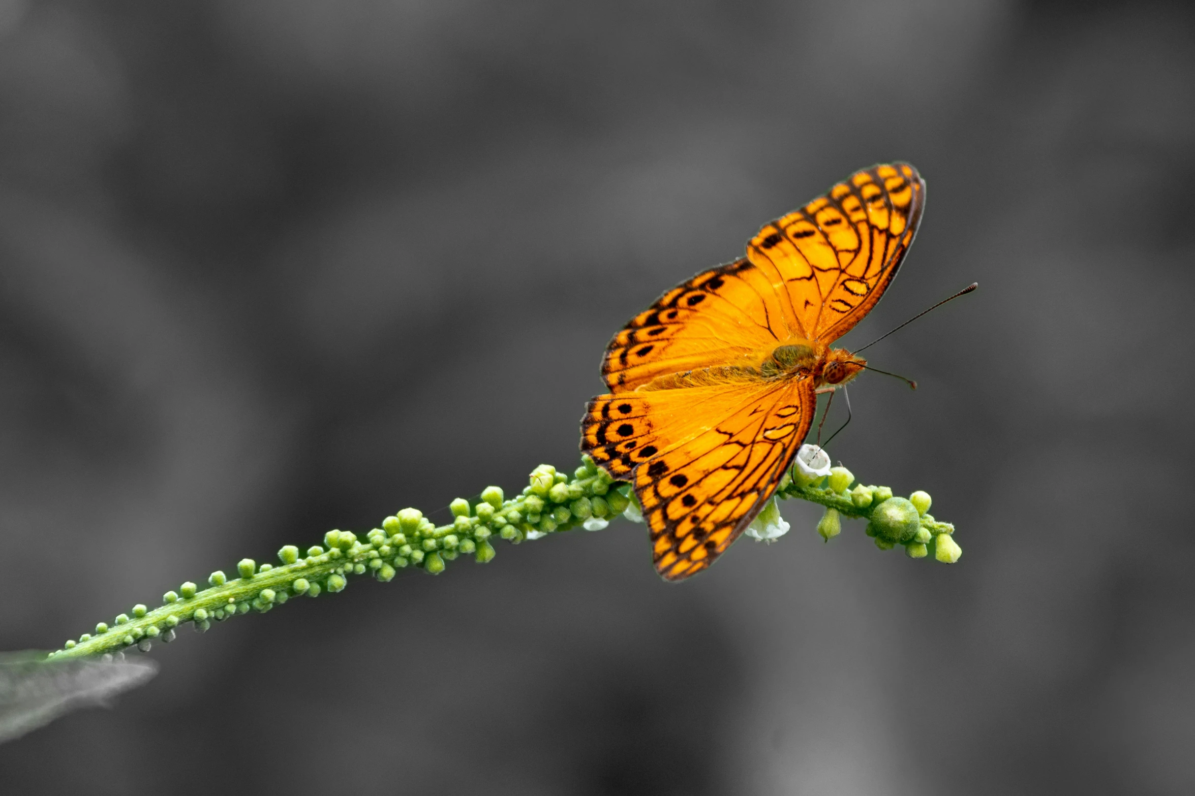 an orange erfly sitting on top of a green plant