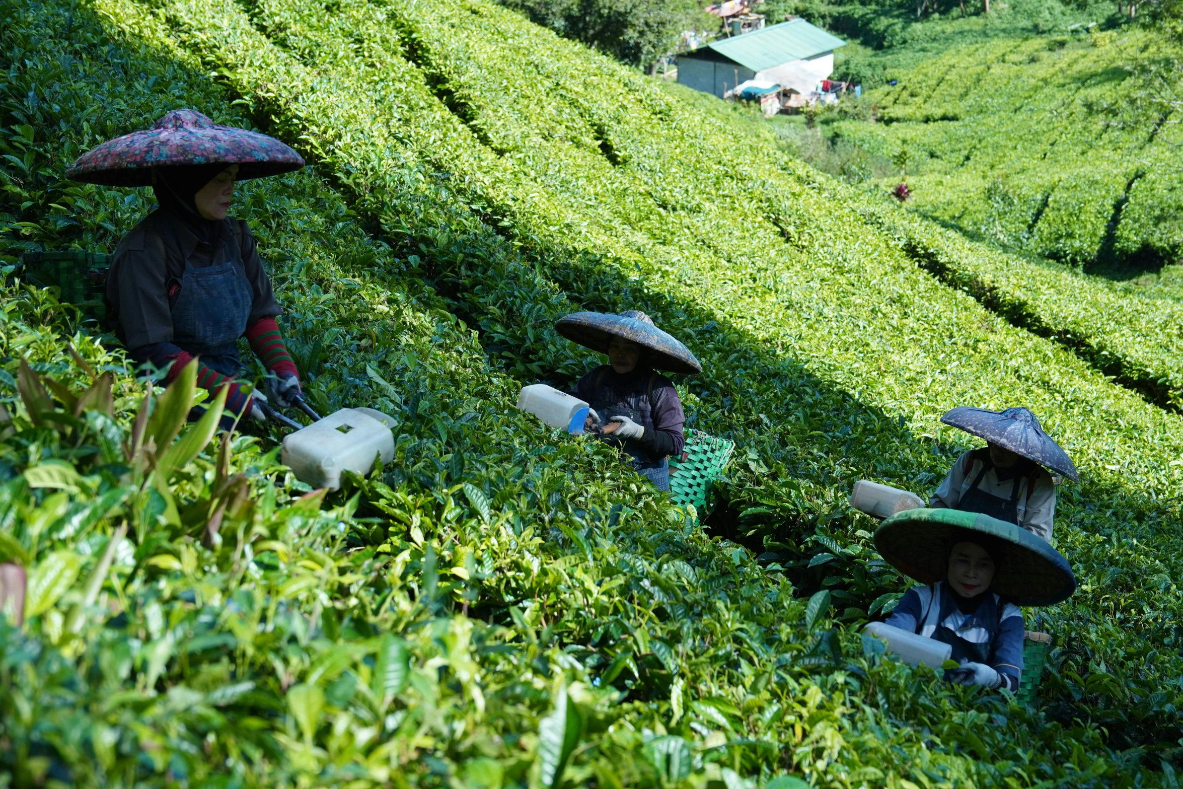 a group of people in hats walking through the tea fields