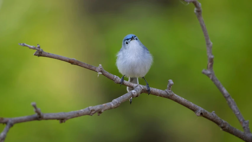 a small bird sits on top of a tree nch