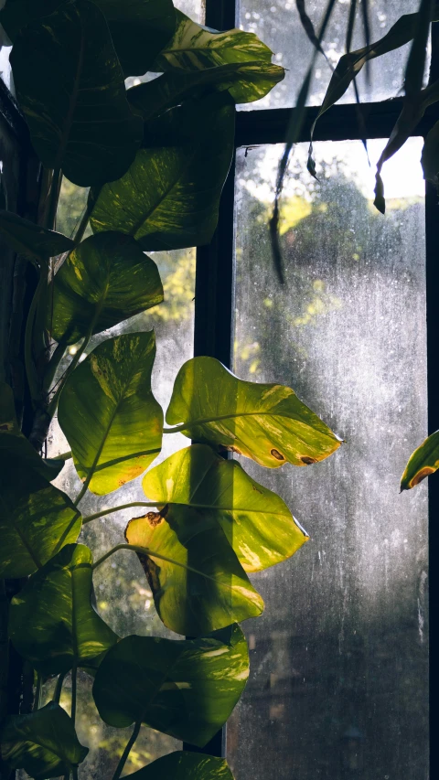 a window with some green leafy plants outside