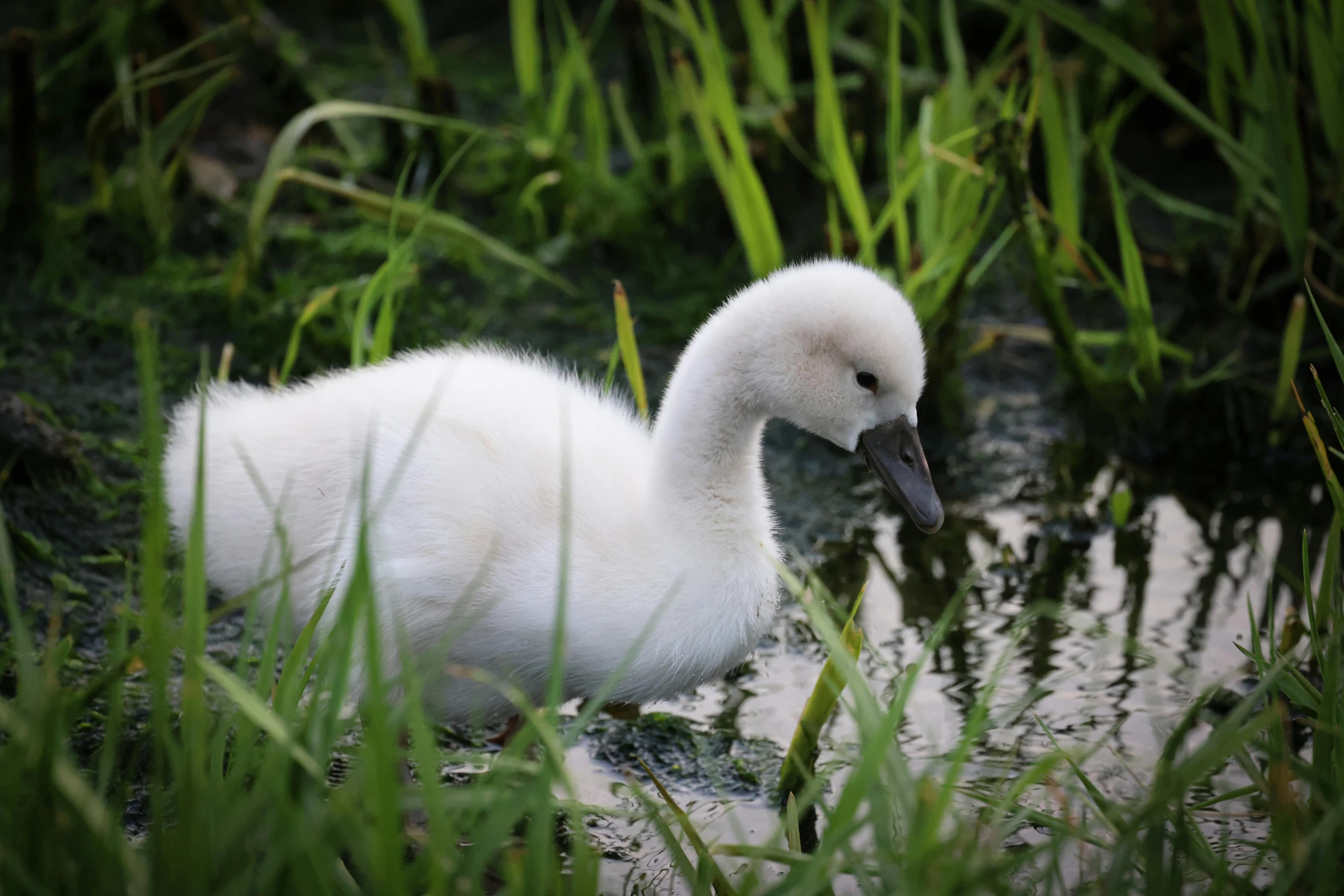 a close up of a bird in water surrounded by some green plants