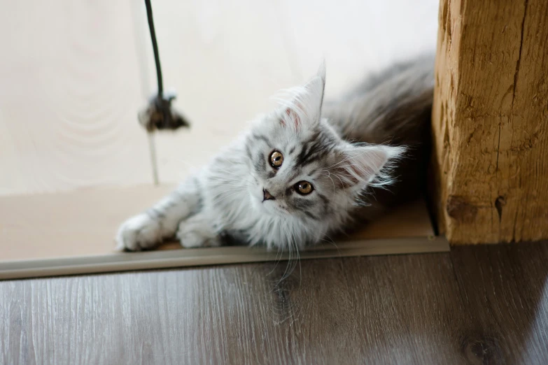 a gray cat laying on top of a wooden counter