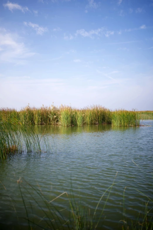 some very nice water and grass on the shore