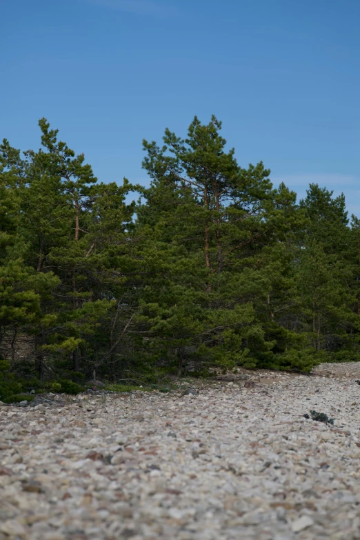 a white bear walking across a rocky field near a forest