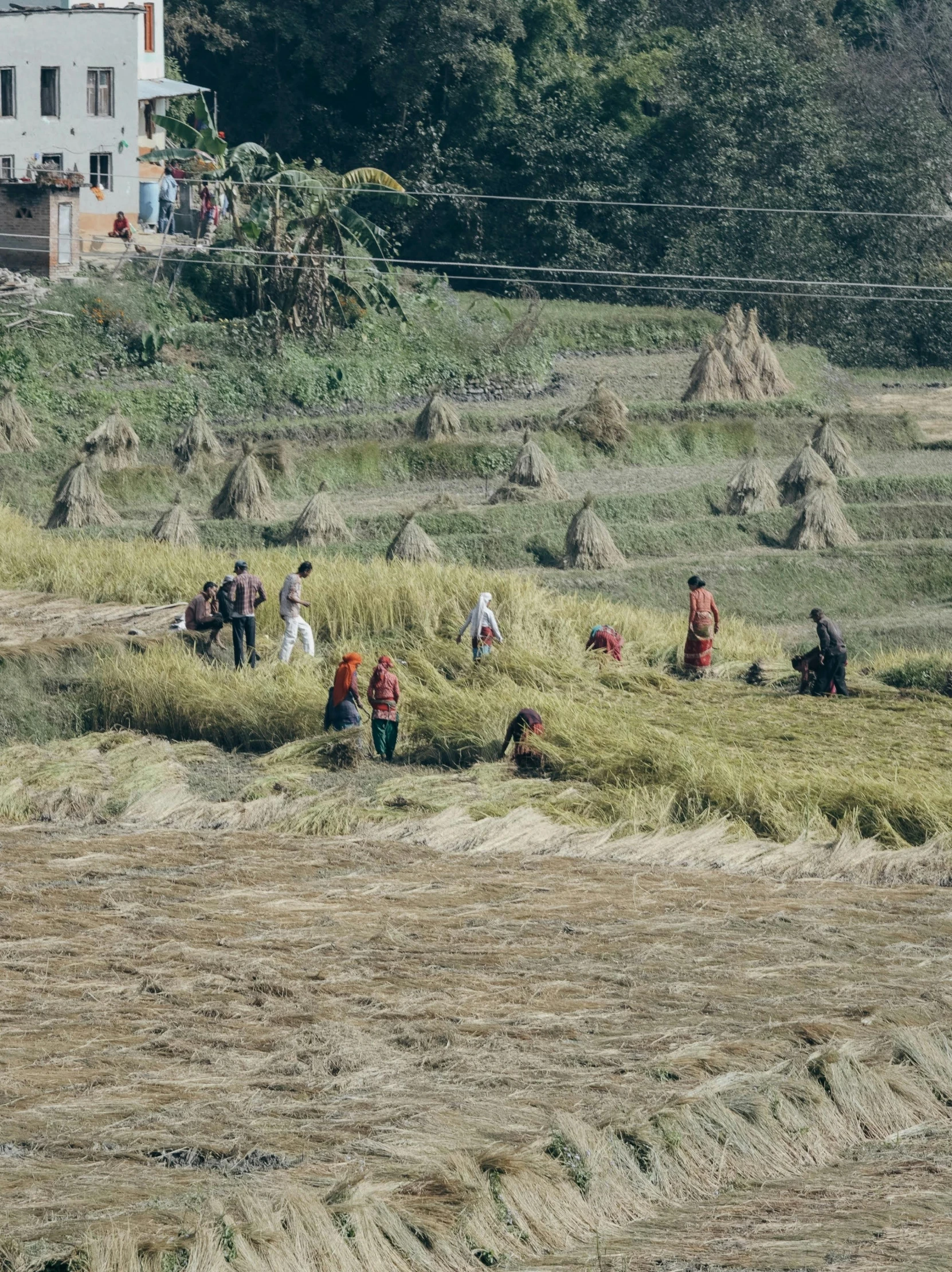 many people are standing around grass  in the field