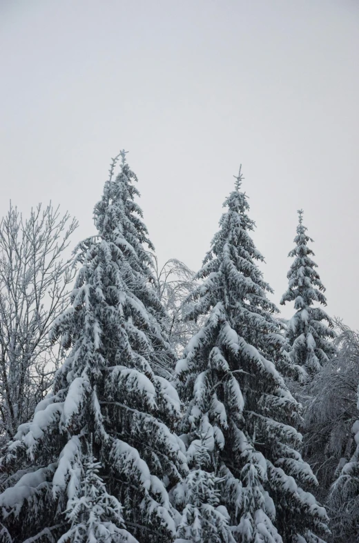 evergreen trees on snowy bank during winter