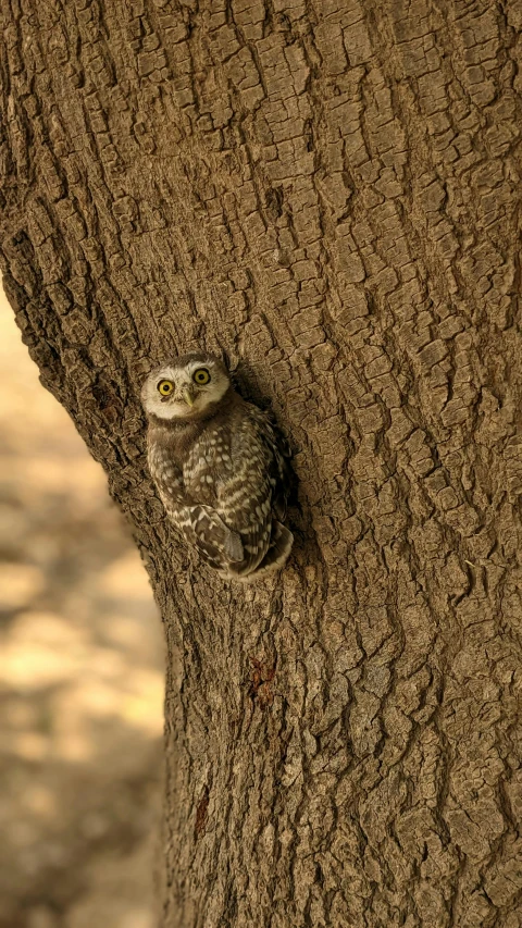 an owl sitting on the side of a tree