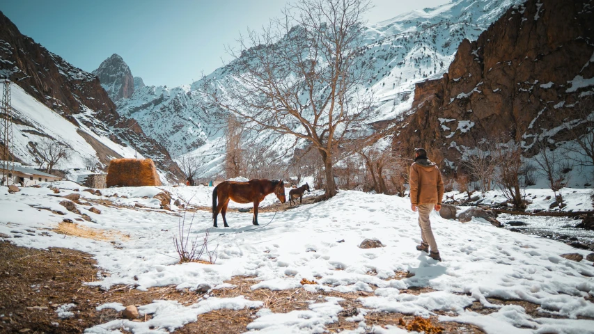 a man leading horses in the snow by some mountains