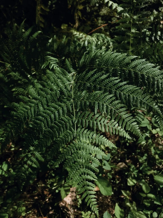 close up view of a fern that is growing from the ground