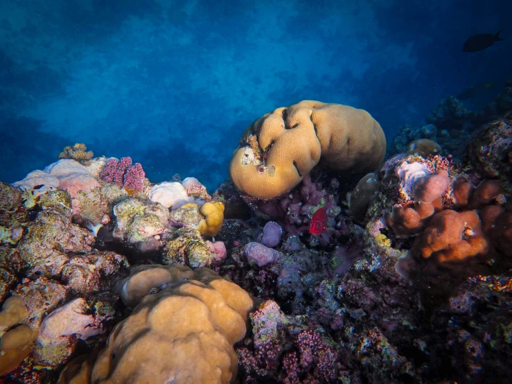 an image of underwater corals and fish