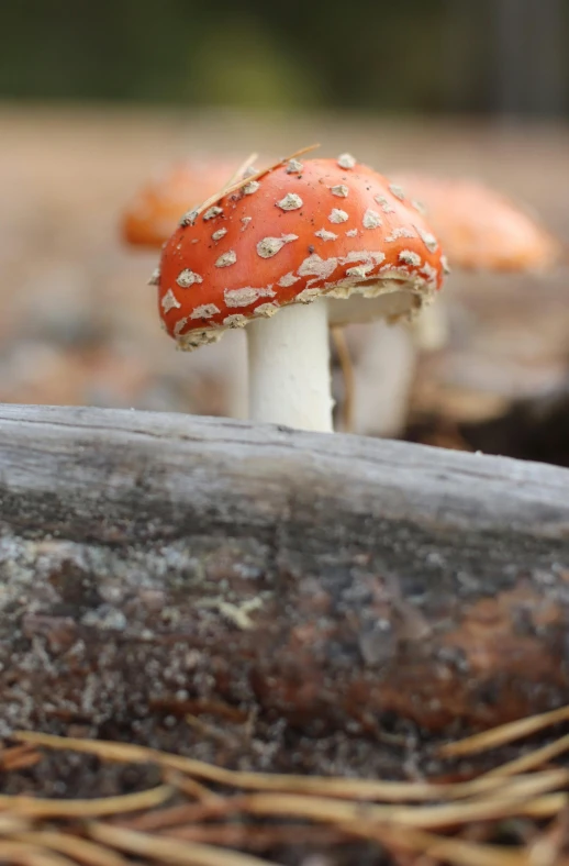 two orange mushrooms in an outdoor setting