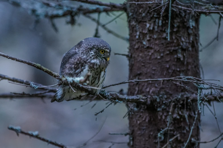 a bird sits on the nch of a tree