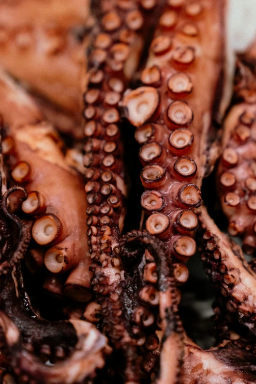 closeup of brown octo tentacles and their tails