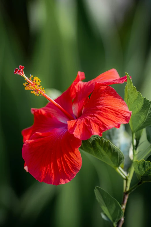 a bright red flower with large green leaves