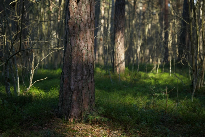 an area with grass, trees and no leaves