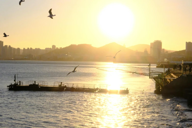 birds flying near boats in a harbor at sunset