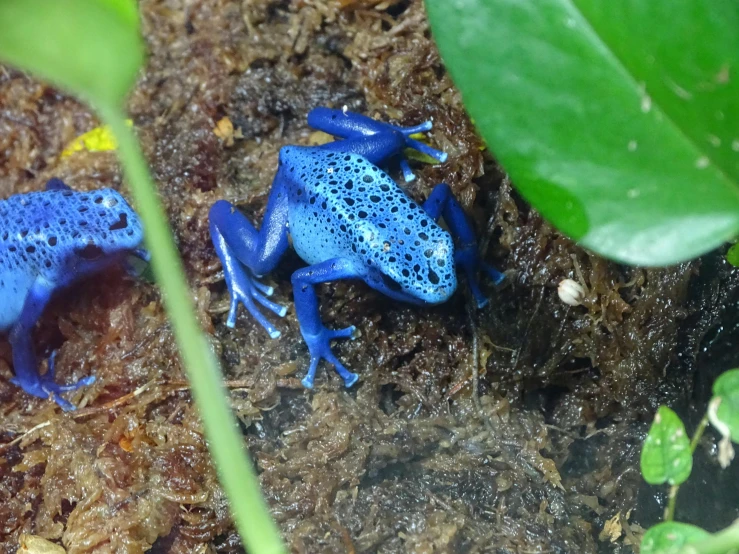 two blue frogs on top of the ground by some leaves