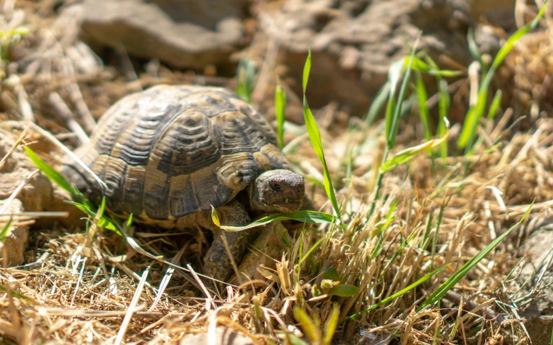 a small turtle is on the grass near some rocks