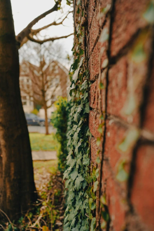 vine growing up the side of a red brick building