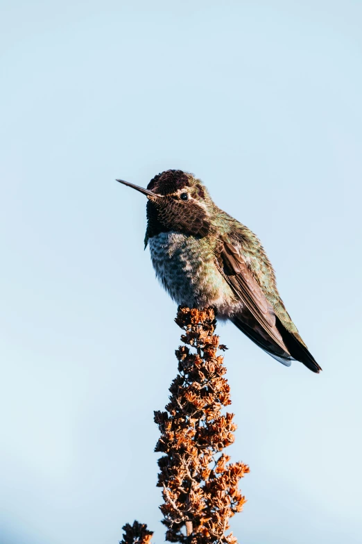 a small bird sitting on top of a plant