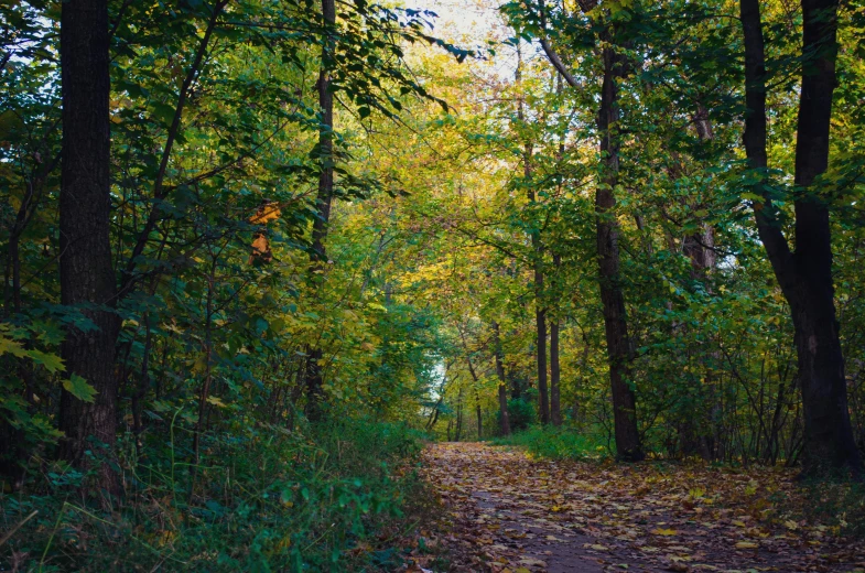 a wooded path that winds through a dense area