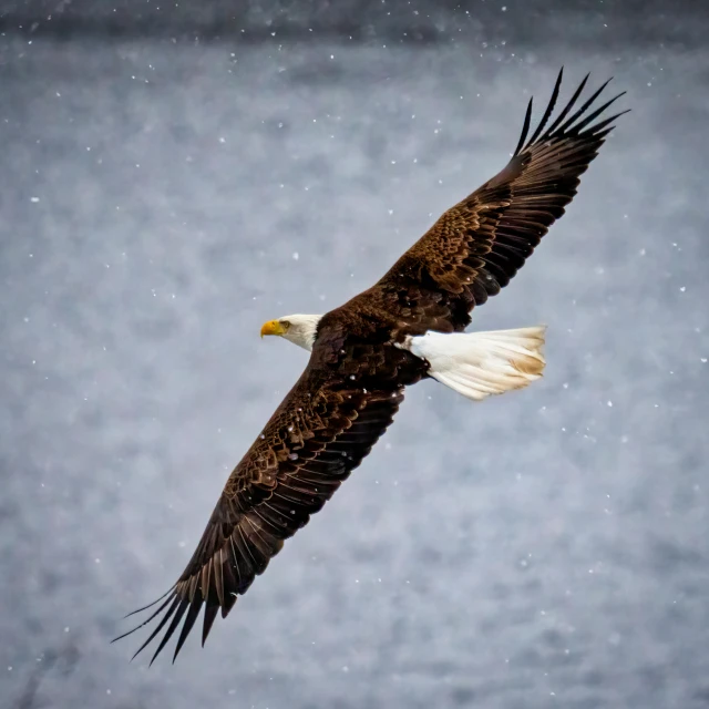 an eagle flying over a gray water filled river