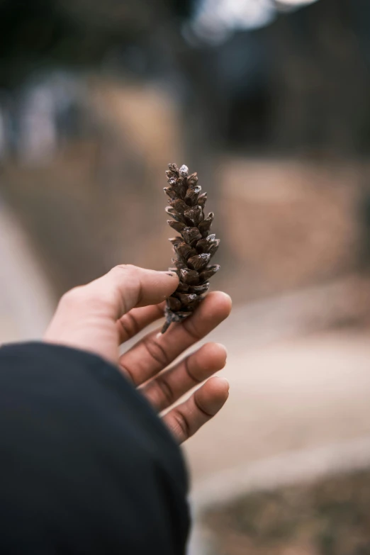 a person holding a pine cone in their hand