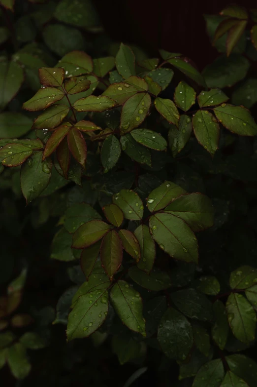 a large bush with lots of green leaves