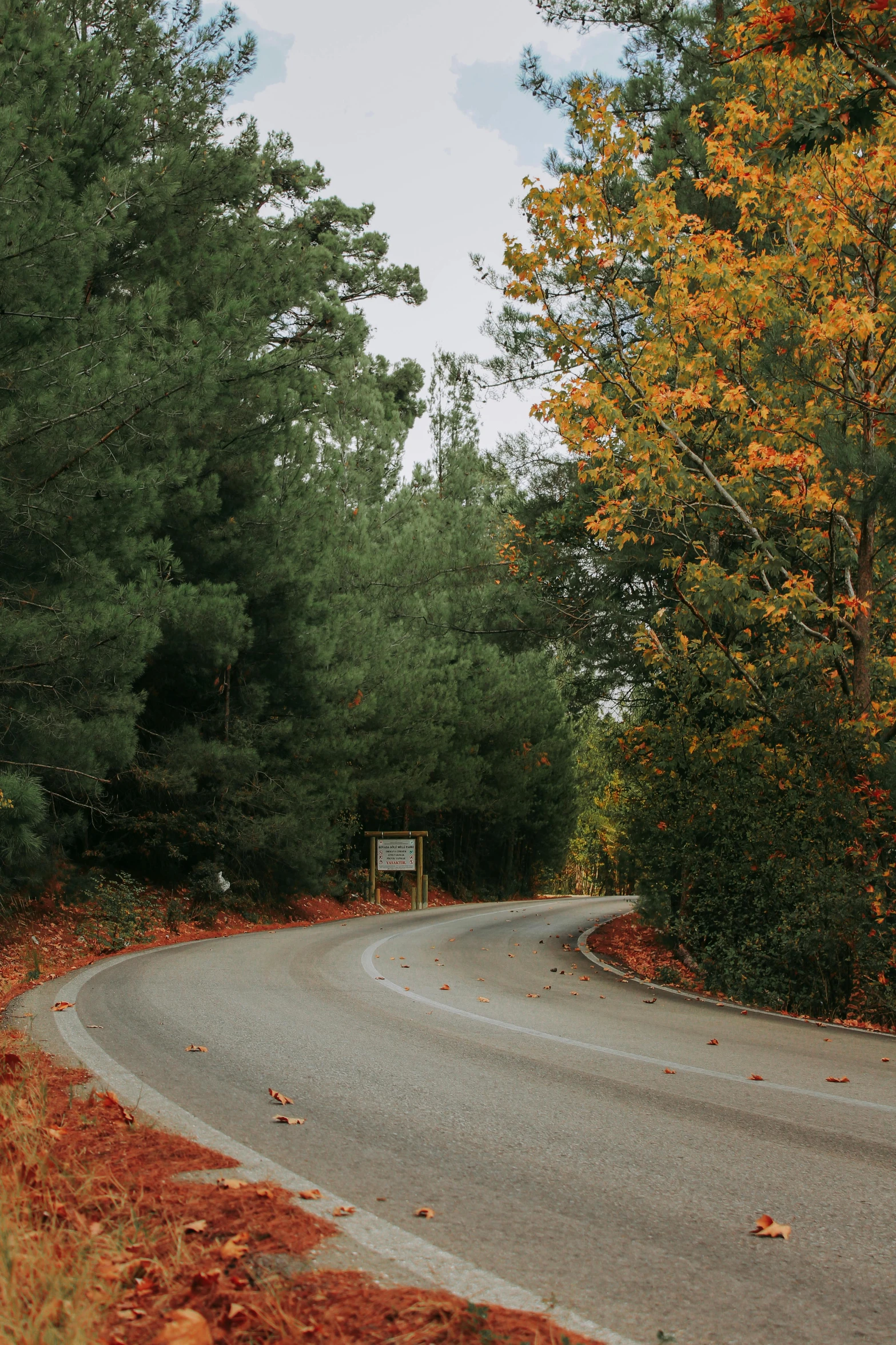 a curved tree lined road surrounded by lush green trees