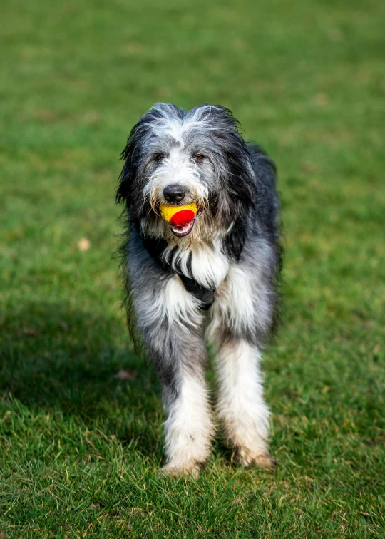 the dog is holding an apple in its mouth