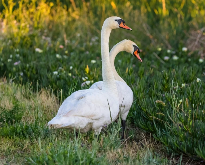 two large white birds walking through a grassy area